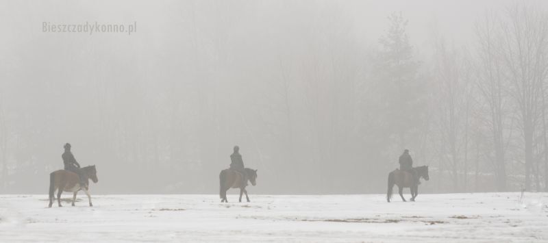 trzy konie we mgle.JPG